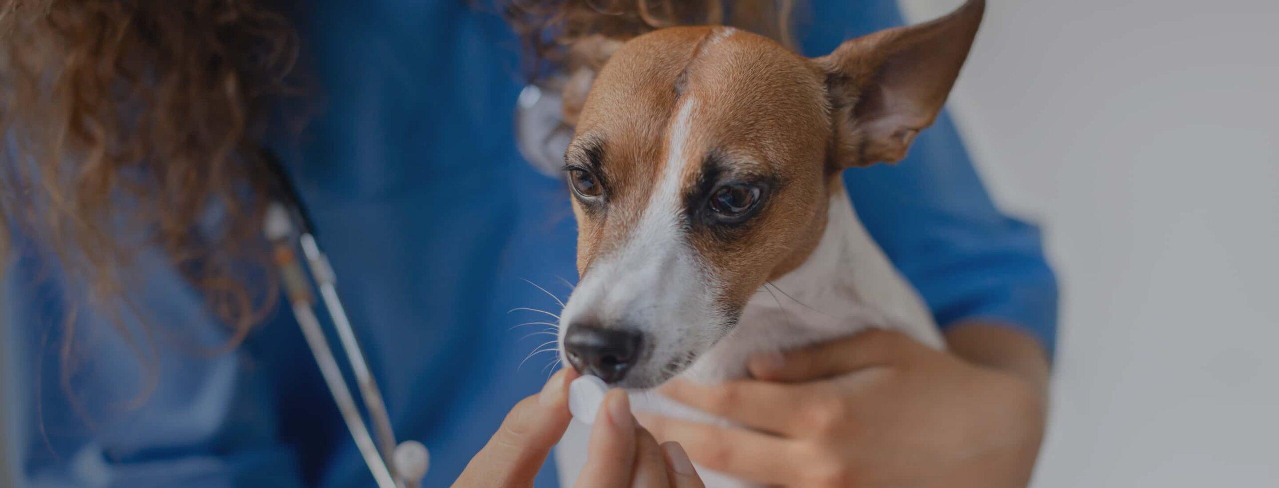 Pet Online Store