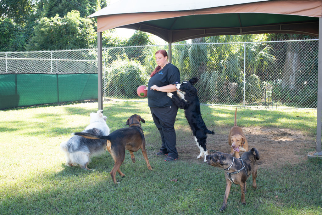 Southside Pet Clinic Boarding / Veterinarian In Clarksville Tn Animal