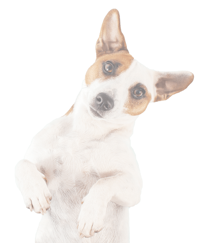 Southside dog hotsell cat bird clinic